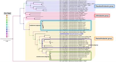 Paenarthrobacter sp. GOM3 Is a Novel Marine Species With Monoaromatic Degradation Relevance